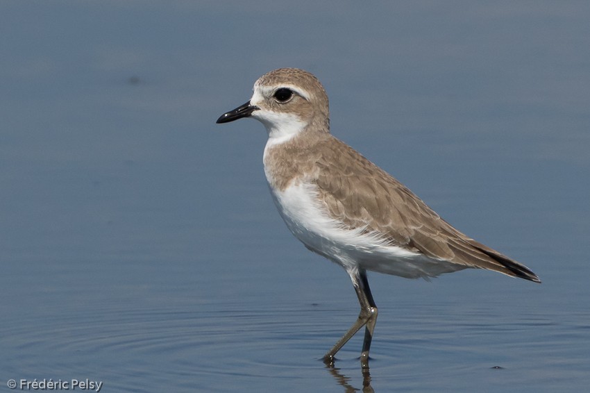 Greater Sand-Plover - ML206182111