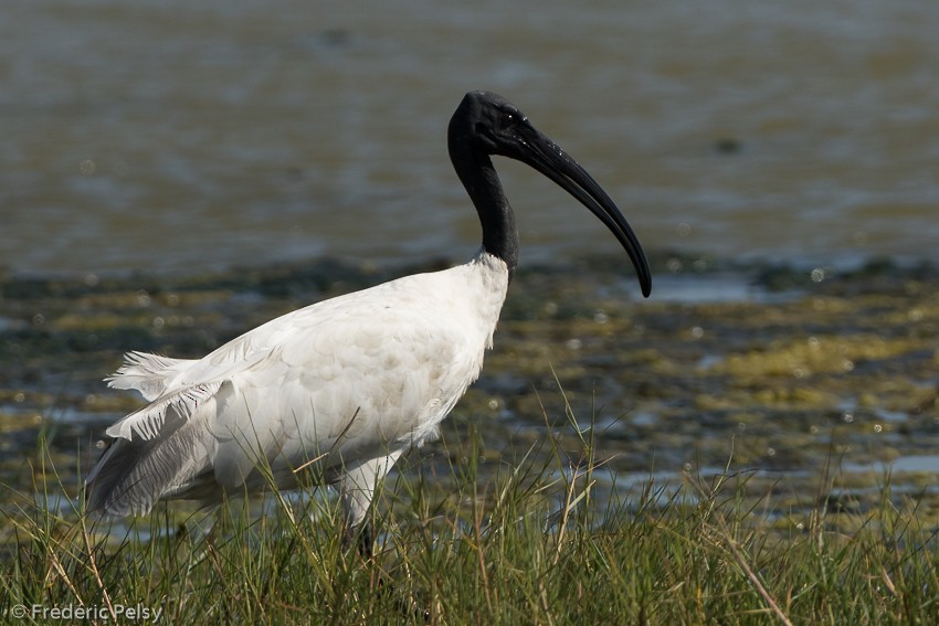 Black-headed Ibis - ML206182131