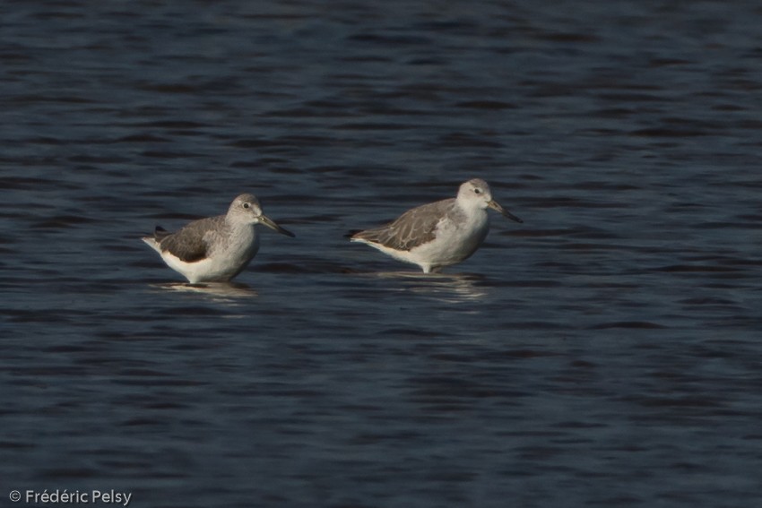 Nordmann's Greenshank - ML206182151