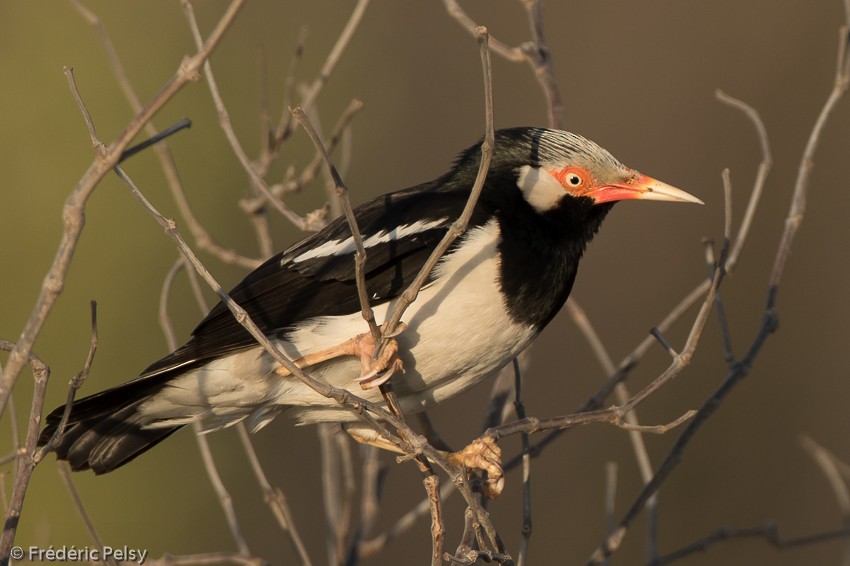 Siamese Pied Starling - ML206182161