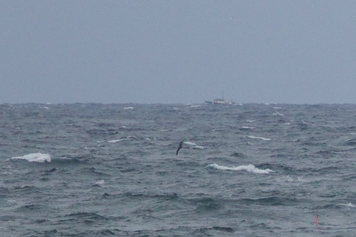 Cory's Shearwater - ML20618221