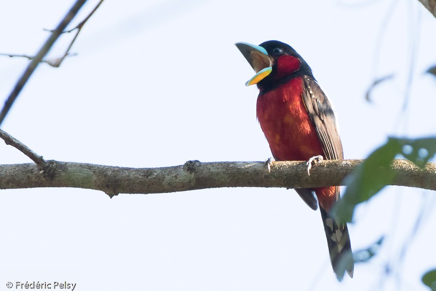 Black-and-red Broadbill (Black-and-red) - Frédéric PELSY