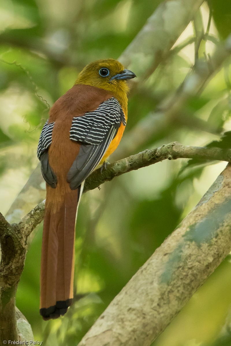 Turuncu Göğüslü Trogon [dulitensis grubu] - ML206182701