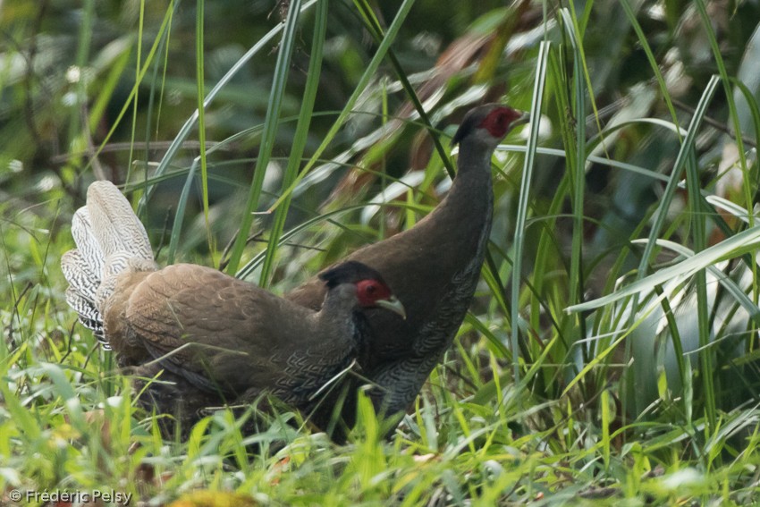 Silver Pheasant - ML206182741