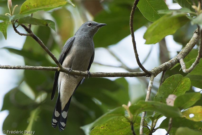 Black-winged Cuckooshrike - ML206182751