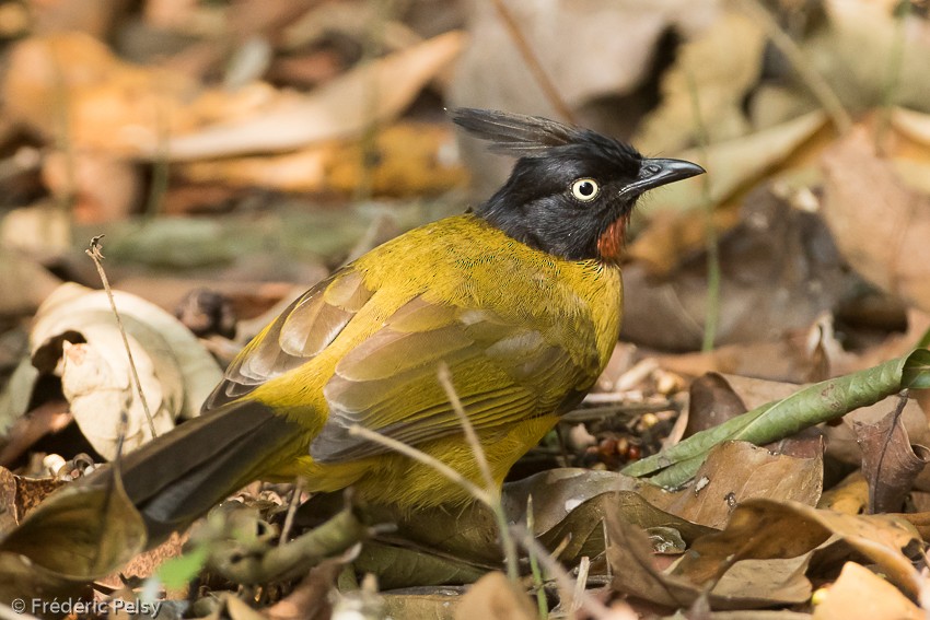 Bulbul à huppe noire - ML206182831