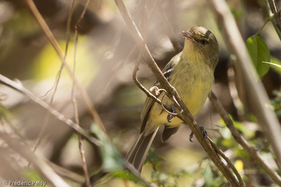 Flat-billed Vireo - Frédéric PELSY