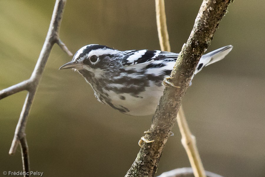 Black-and-white Warbler - ML206182931