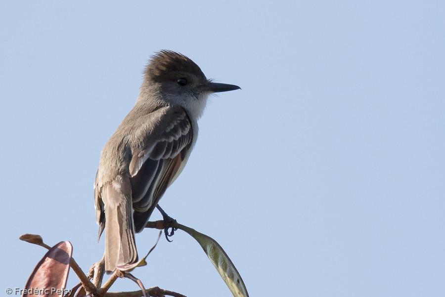 Stolid Flycatcher - ML206182971