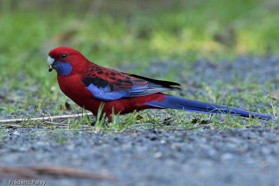 Crimson Rosella (Crimson) - ML206183191