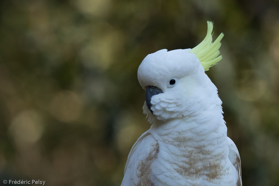 Sulphur-crested Cockatoo - ML206183201