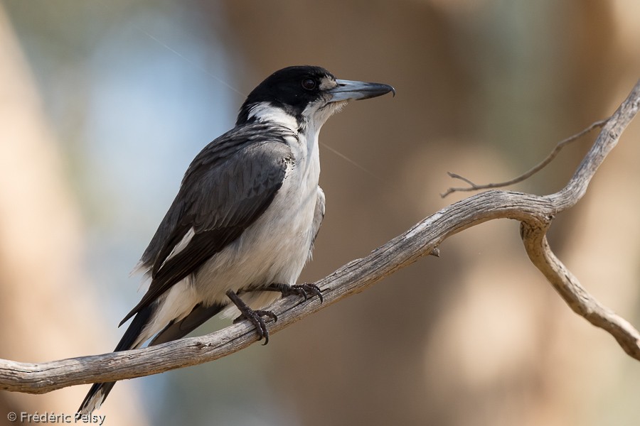 Gray Butcherbird - Frédéric PELSY