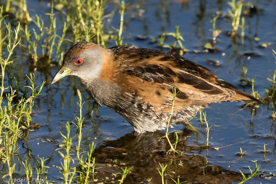 ヒメクイナ（palustris グループ） - ML206183471