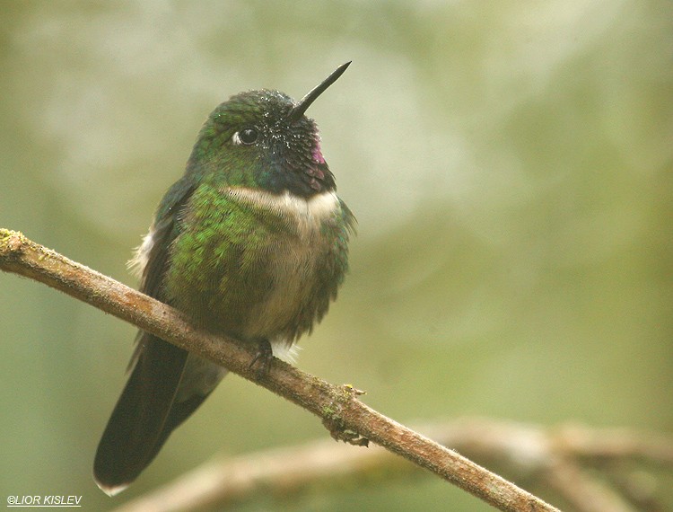 Colibrí Gorjiamatista (grupo amethysticollis) - ML206183621