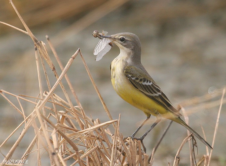 Western Yellow Wagtail - ML206183811