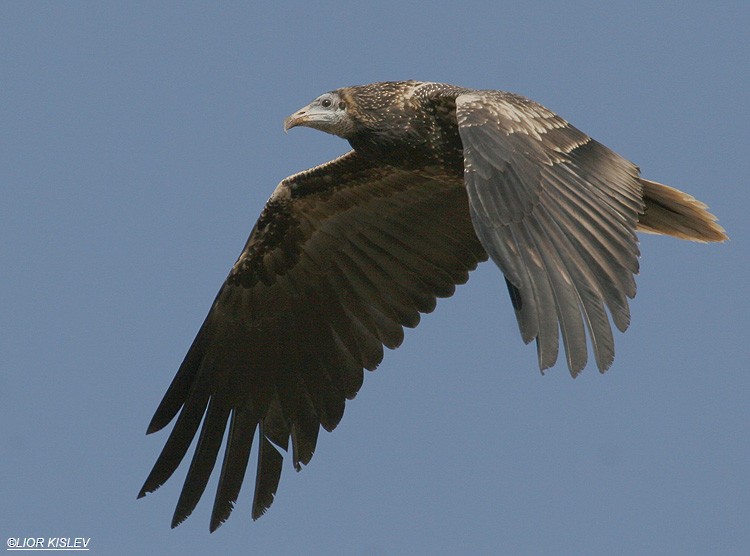 Egyptian Vulture - ML206183821