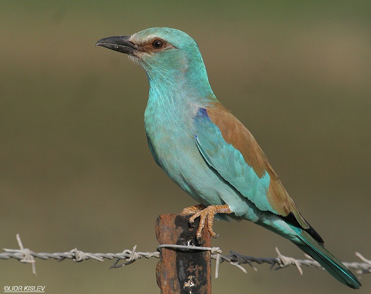 European Roller - ML206184021
