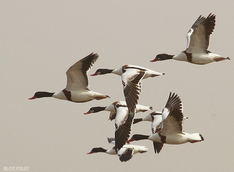 Common Shelduck - ML206184201