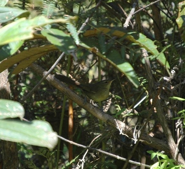Malagasy Brush-Warbler (Malagasy) - ML206184451