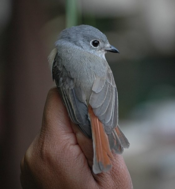 Red-tailed Vanga - Nick Block