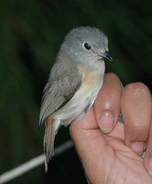 Red-tailed Vanga - Nick Block