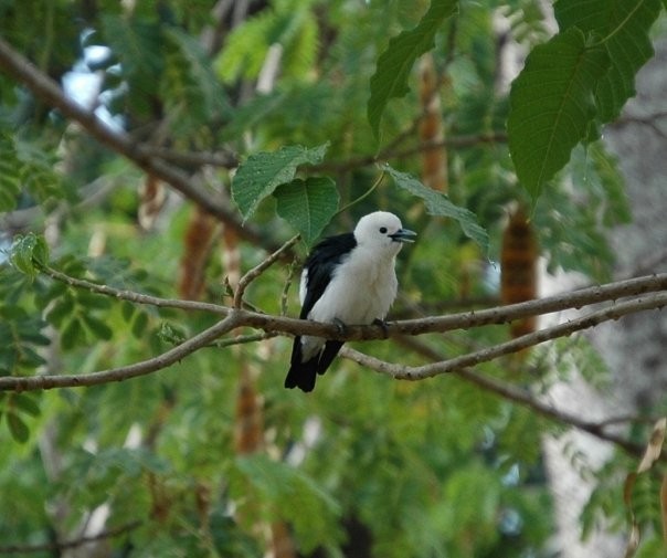 White-headed Vanga (annae) - Nick Block