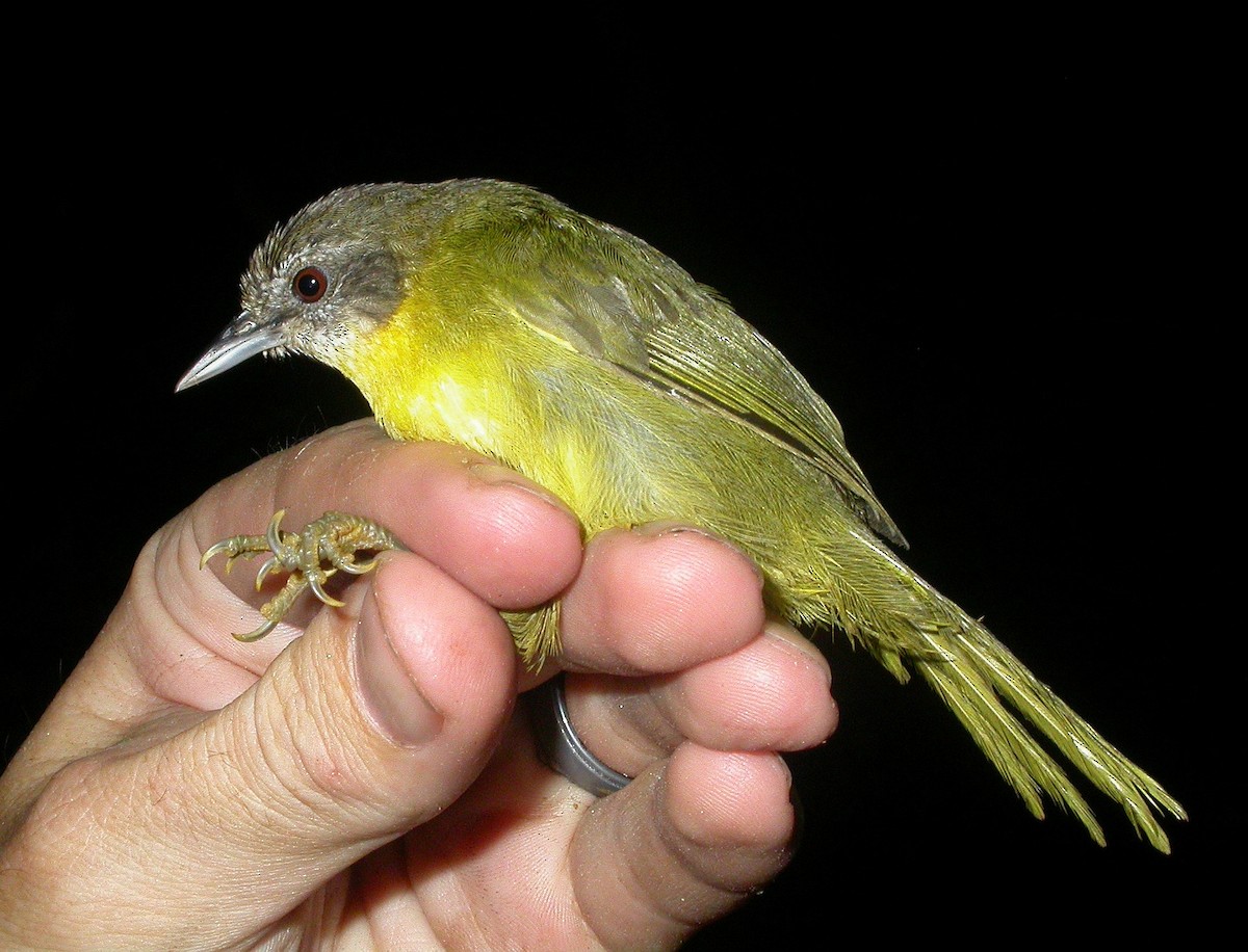 Wedge-tailed Jery - ML206184611