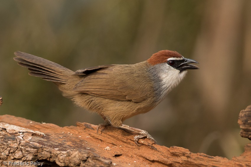 Chestnut-capped Babbler - ML206184911