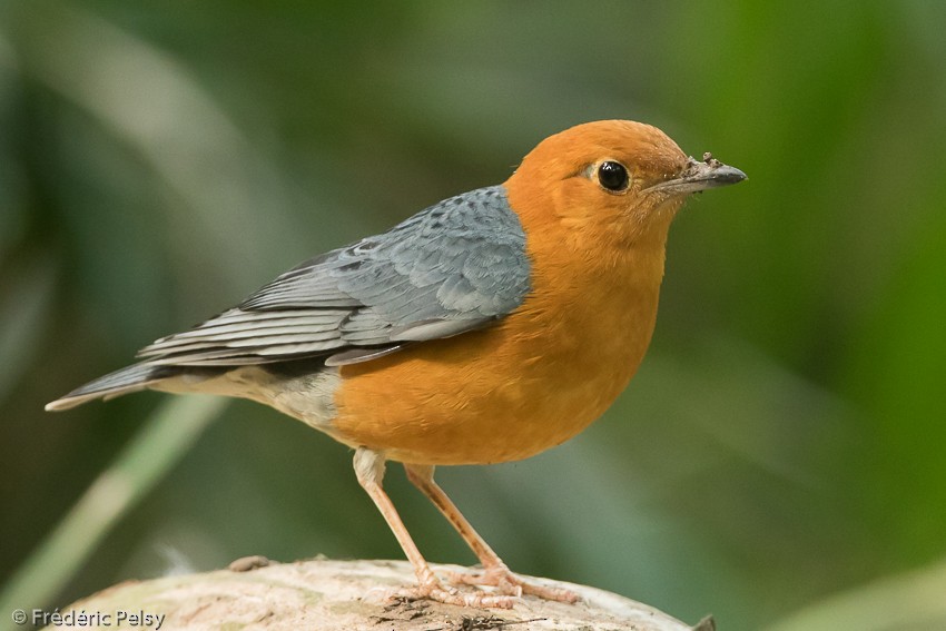 Orange-headed Thrush - ML206184941