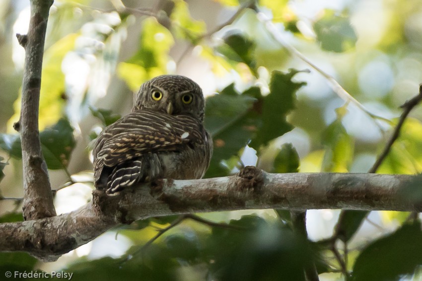 Asian Barred Owlet - ML206185071