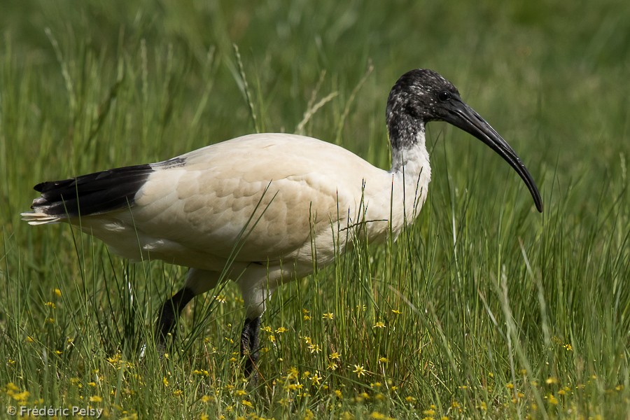 ibis australský - ML206185911