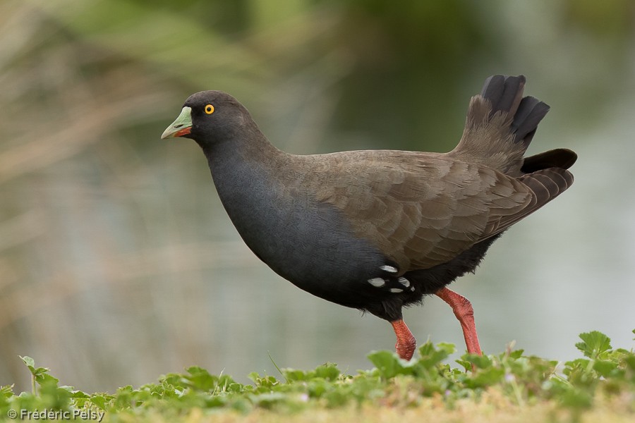 Black-tailed Nativehen - ML206186041