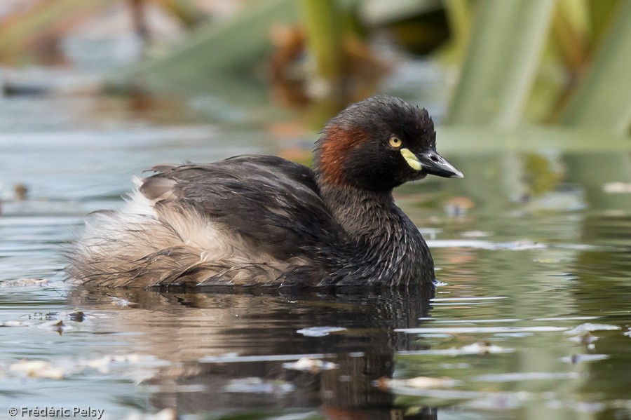 Australasian Grebe - ML206186071