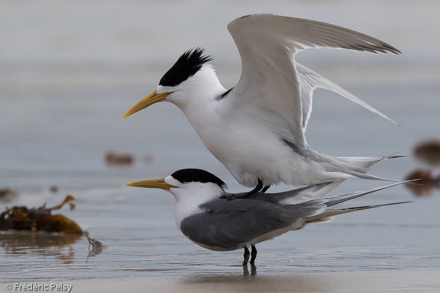 Great Crested Tern - ML206186231