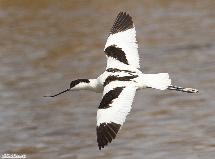 Pied Avocet - ML206186381