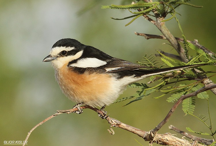 Masked Shrike - ML206186431