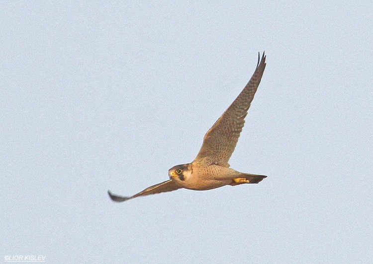 Peregrine Falcon (Barbary) - ML206186461