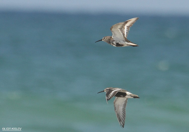 Dunlin - ML206186561