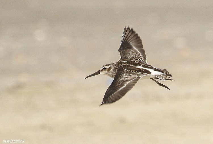 Broad-billed Sandpiper - ML206186631