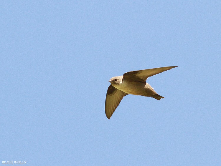 Eurasian Crag-Martin - ML206186791
