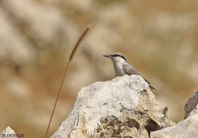 Western Rock Nuthatch - ML206186851