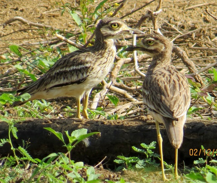 Indian Thick-knee - ML206186961
