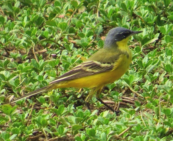 Western Yellow Wagtail - ML206186981