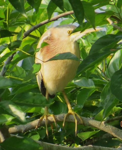 Yellow Bittern - ML206187001