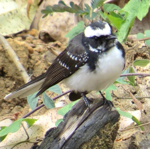 White-browed Fantail - ML206187151