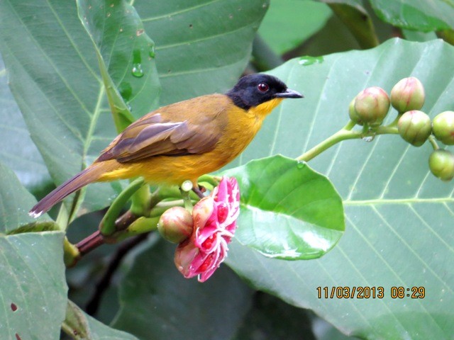 Black-capped Bulbul - ML206187211