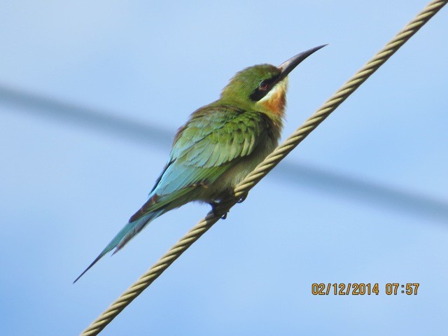 Blue-tailed Bee-eater - ML206187251