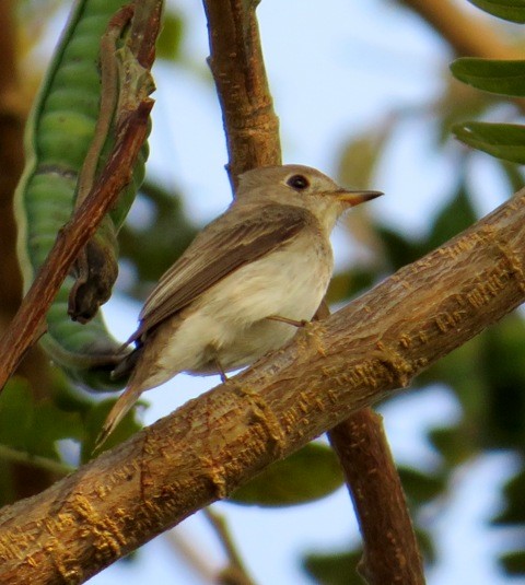 Asian Brown Flycatcher - Athula Edirisinghe