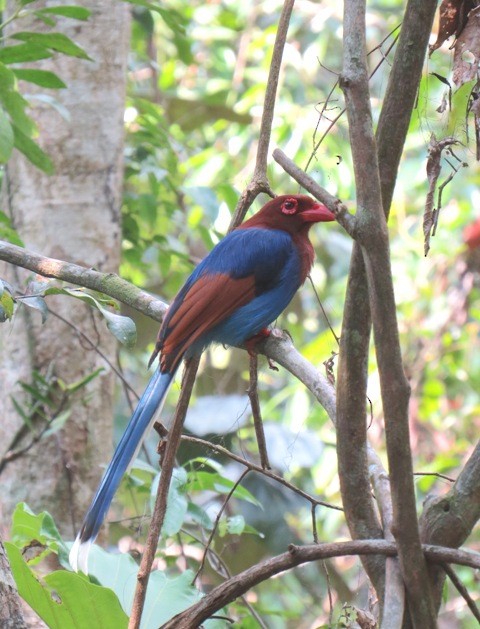 Sri Lanka Blue-Magpie - Athula Edirisinghe