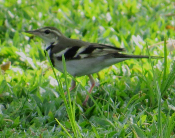 Forest Wagtail - ML206187581